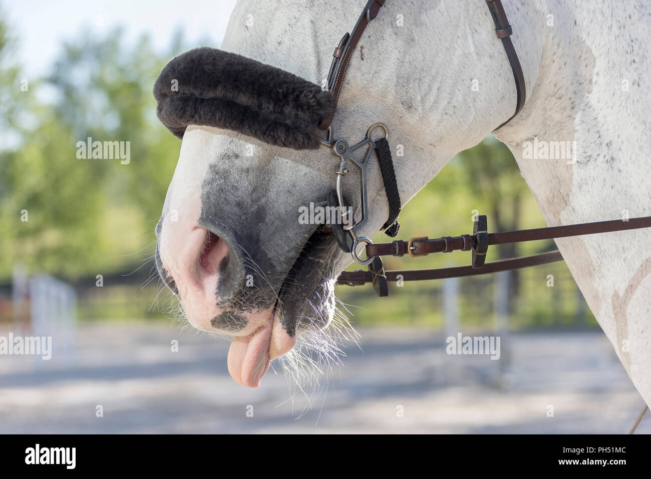 Warmblood. Gray adult with hackamore. Germany Stock Photo