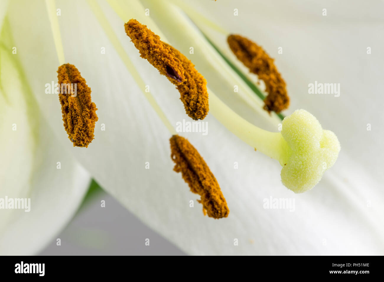 Macro close up of the pollen coated anthers, pistil ,stigma and style