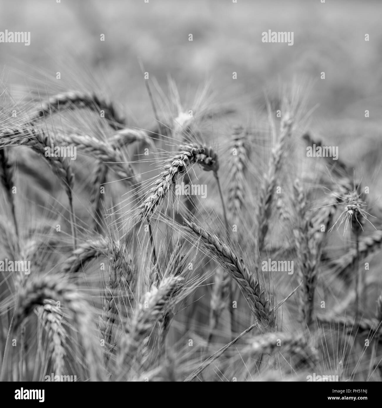 Greyscale agricultural background of ripening ears of wheat in a field in square format. Stock Photo