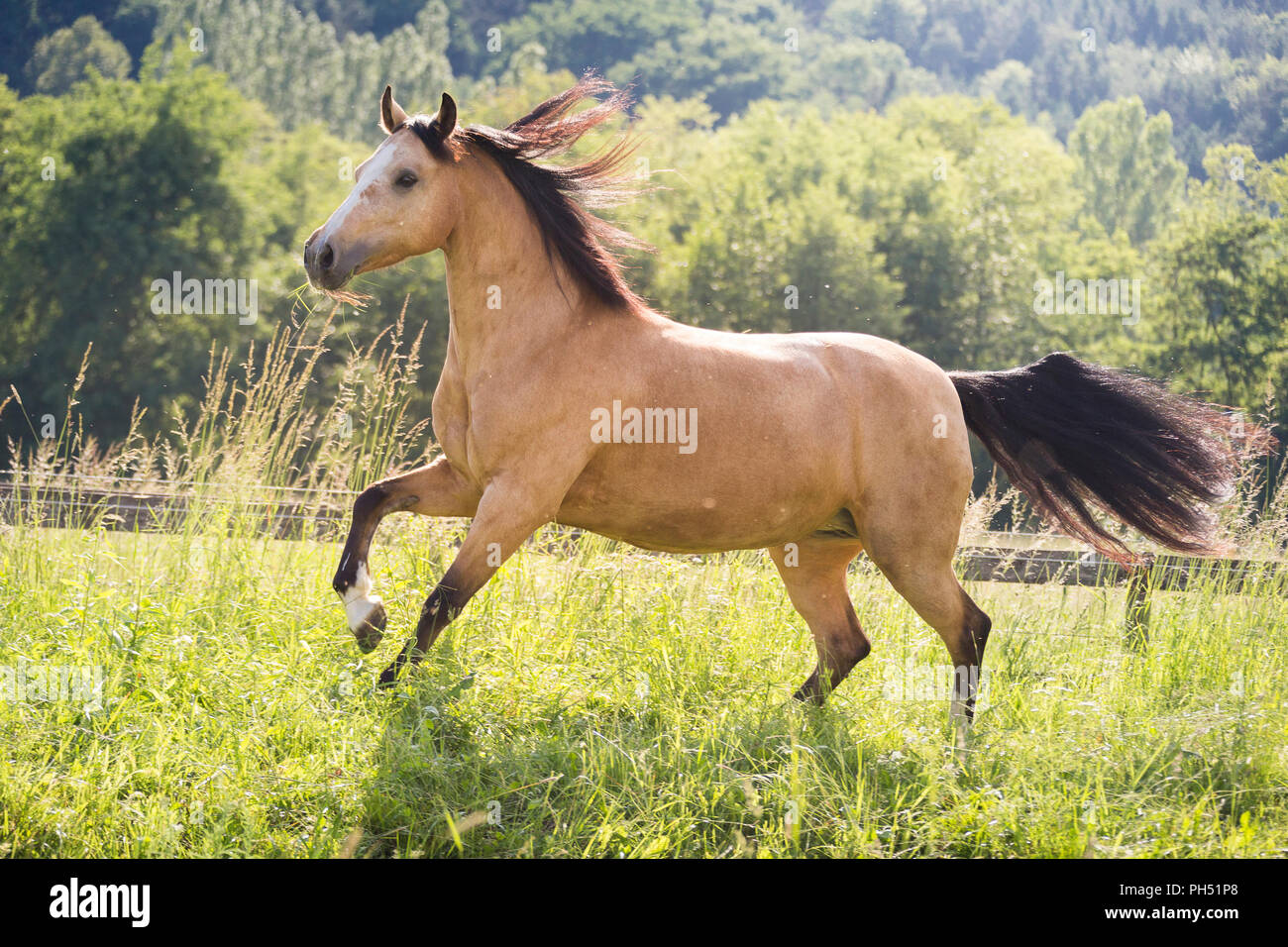 Welsh Cob (Section D). Dun mare galloping on a pasture. Austria Stock Photo