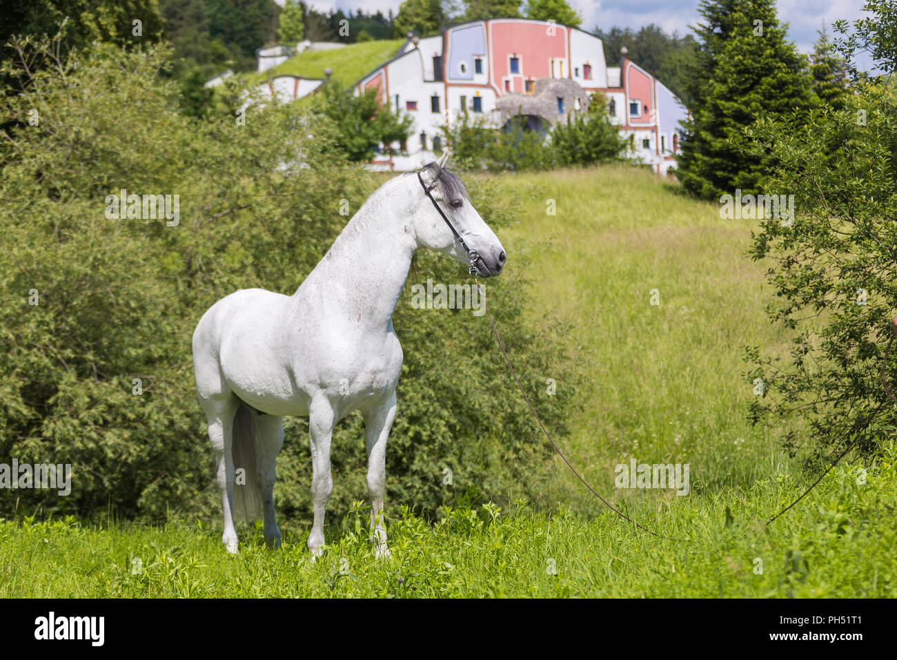 Pure Spanish Horse, PRE, Andalusian Horse. Grey stallion standing on a meadow with hotel and spa Rogner Bad Blumenau (designed by Friedensreich Hundertwasser) in background. Styria, Austria Stock Photo