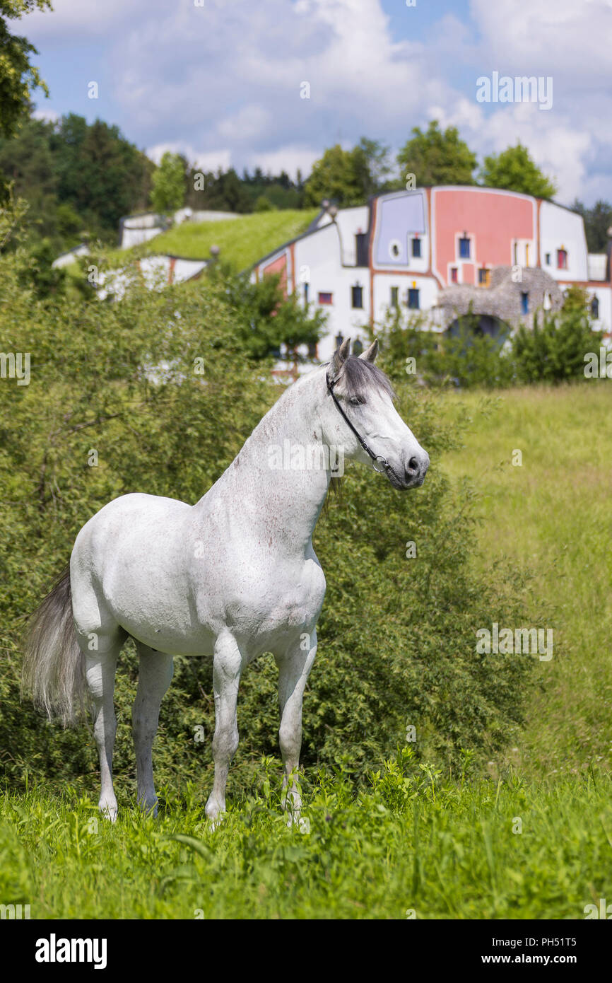 Pure Spanish Horse, PRE, Andalusian Horse. Grey stallion standing on a meadow with hotel and spa Rogner Bad Blumenau (designed by Friedensreich Hundertwasser) in background. Styria, Austria Stock Photo
