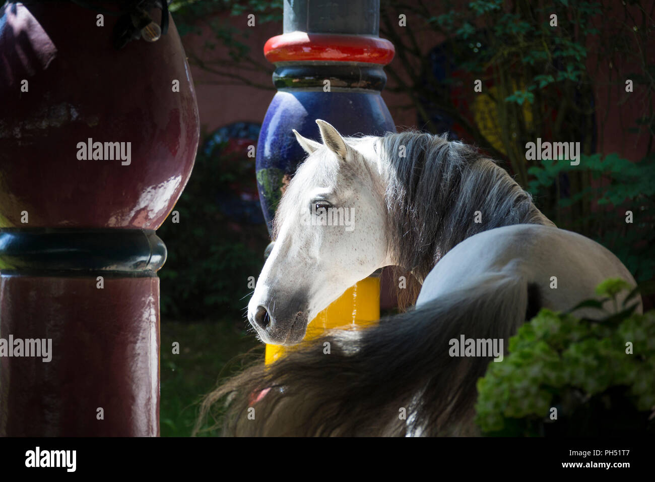 Pure Spanish Horse, PRE, Andalusian Horse. Grey stallion standing among multicolored columns at hotel and spa Rogner Bad Blumenau (designed by Friedensreich Hundertwasser). Styria, Austria Stock Photo