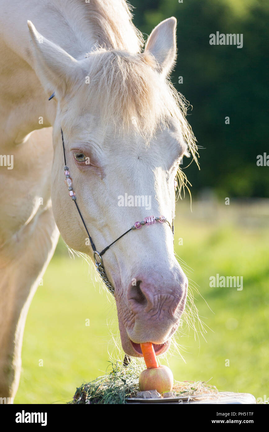 Welsh Cob (Section D). Cremello mare eating its birthday cake. Austria Stock Photo
