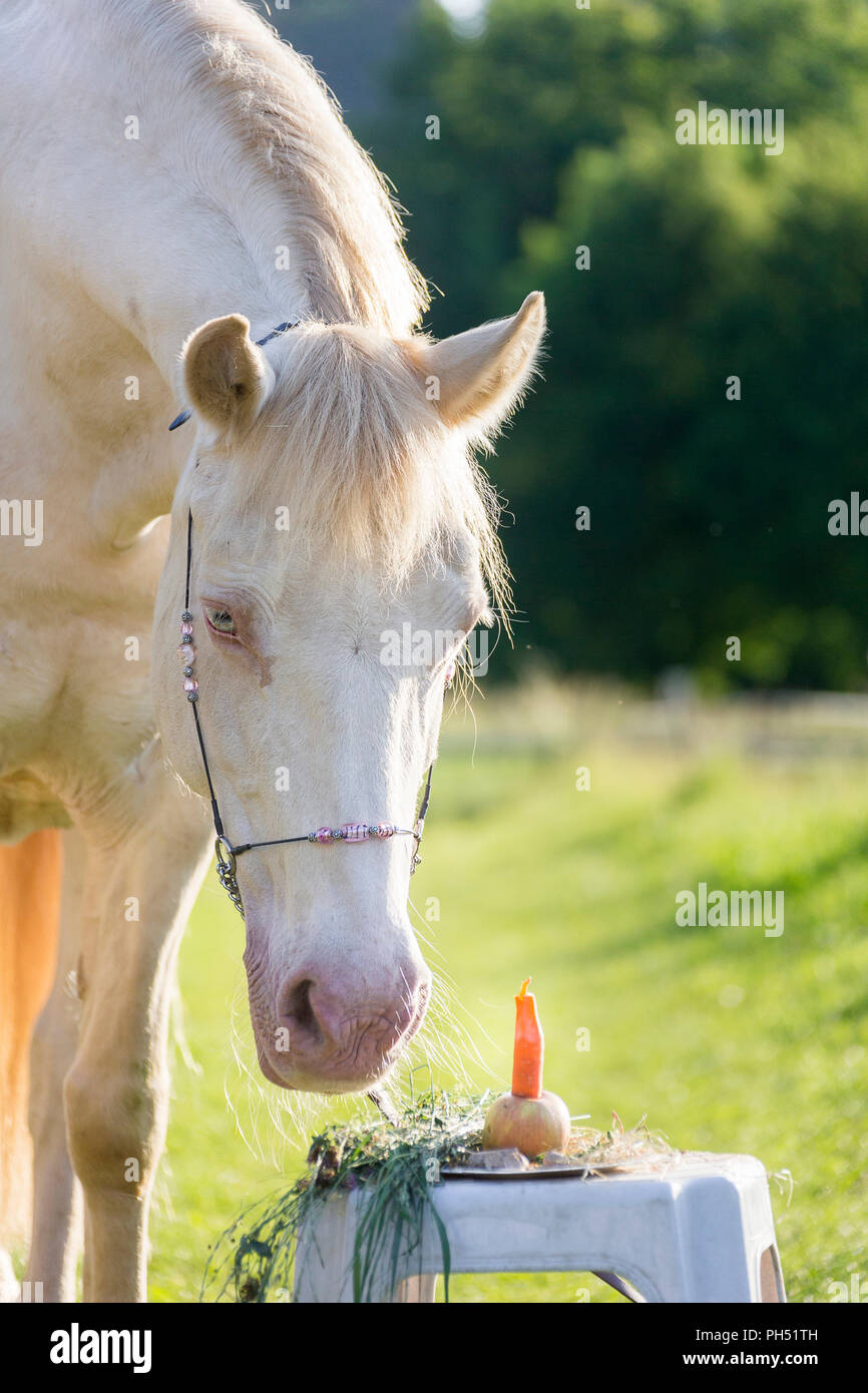 Welsh Cob (Section D). Cremello mare looking at its birthday cake. Austria Stock Photo