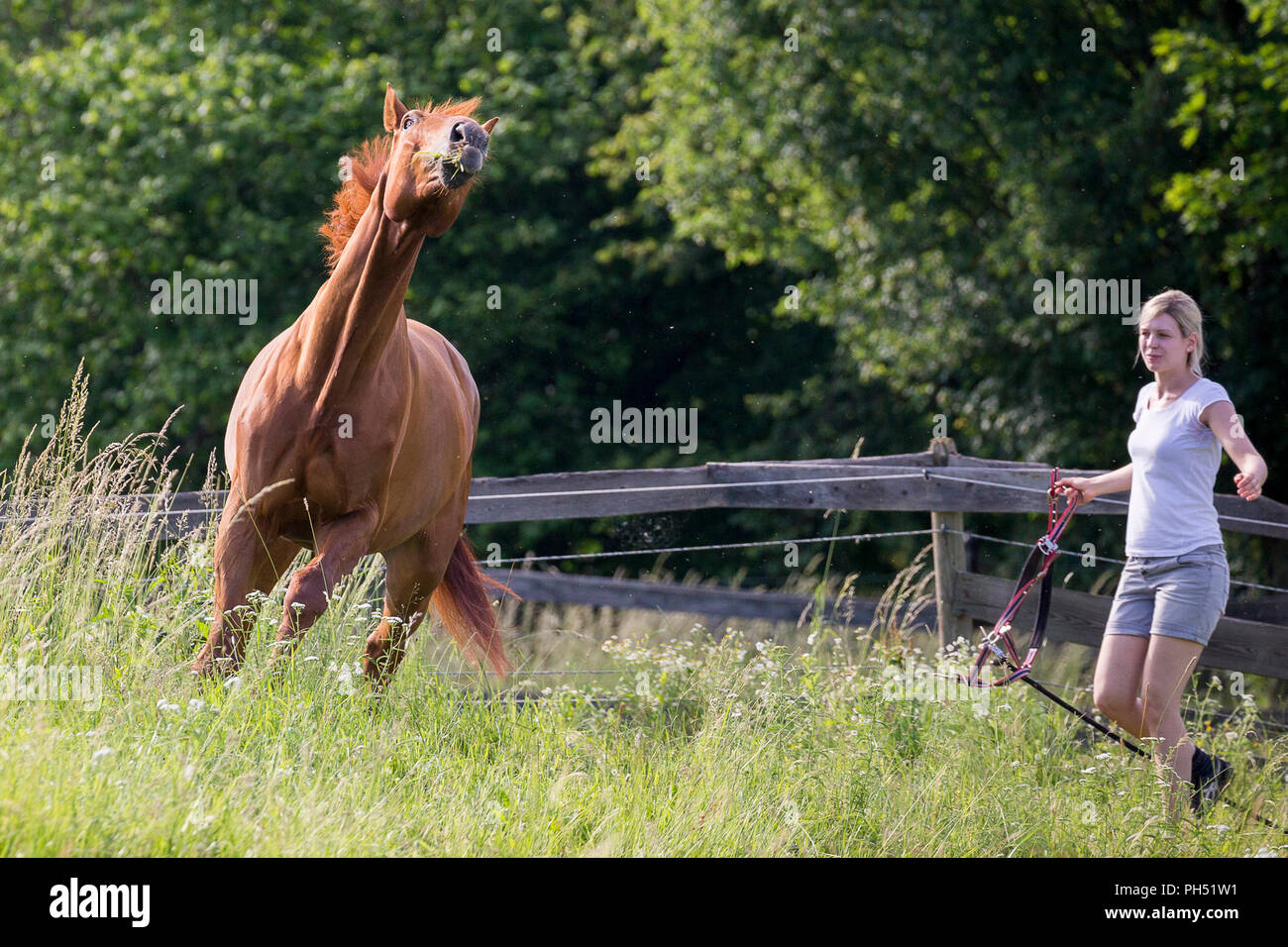 Austrian Warmblood. Woman trying to catch hestnut gelding on a pasture. Austria Stock Photo