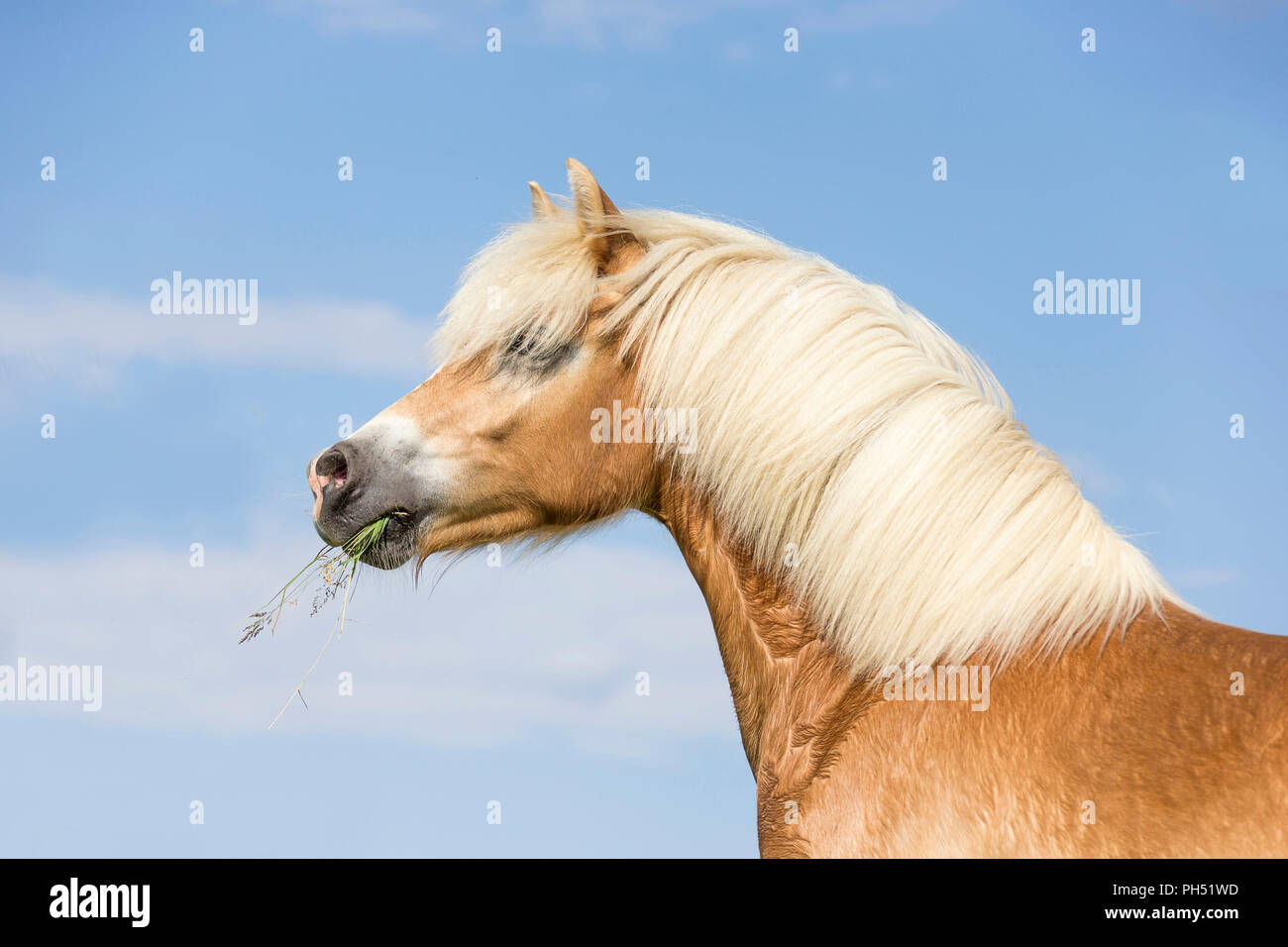 Haflinger Horse. Portrait of a mare. Austria Stock Photo