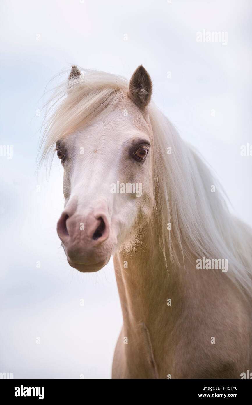 Welsh Mountain Pony. Portrait of palomino, seen against the sky. Germany Stock Photo