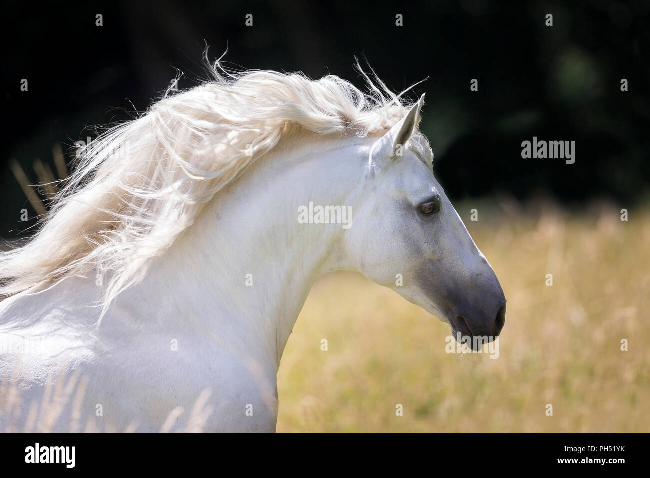 Lusitano. Portrait of gray stallion with mane flowing. Germany Stock Photo