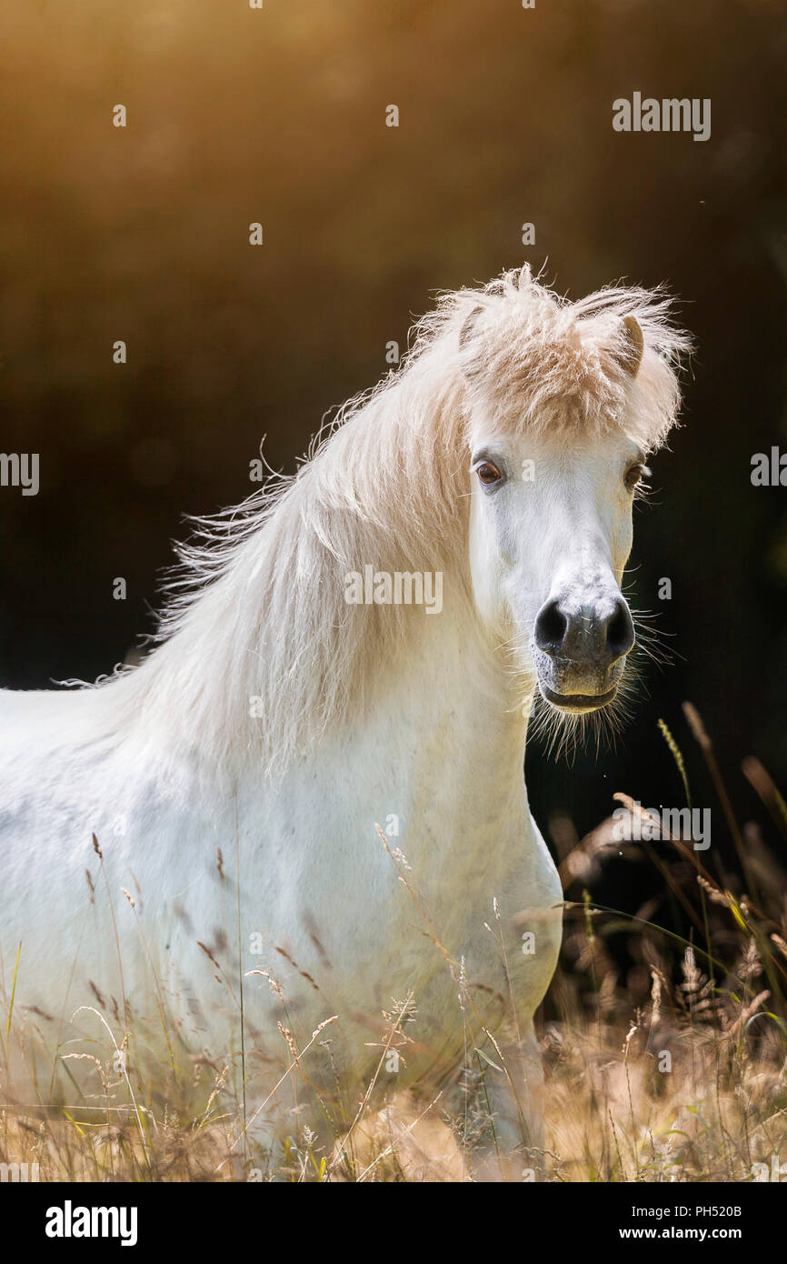 Icelandic Horse. Gray gelding standing on a pasture. Germany Stock Photo