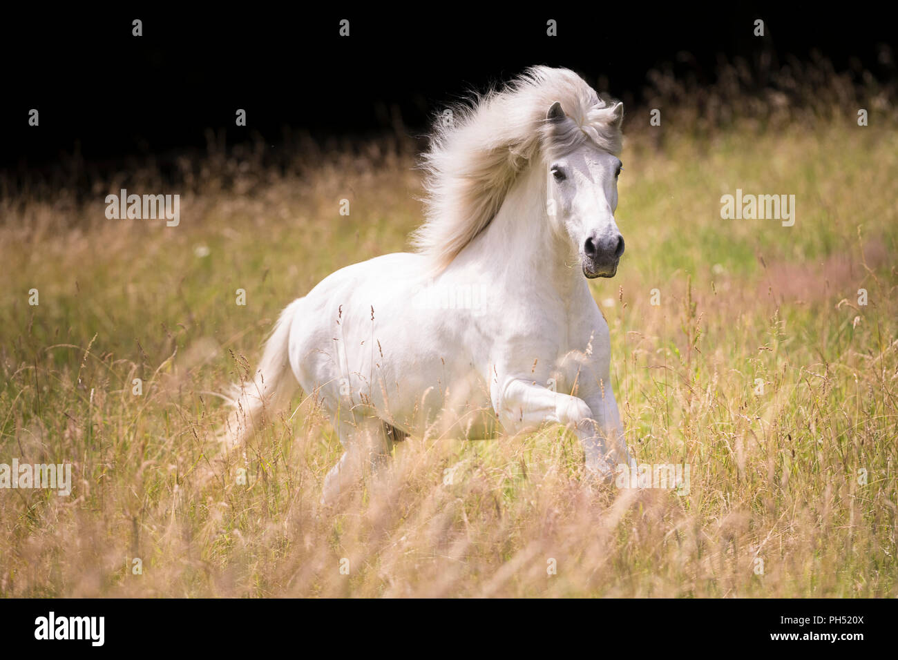 Icelandic Horse. Gray gelding galloping on a pasture. Germany Stock ...