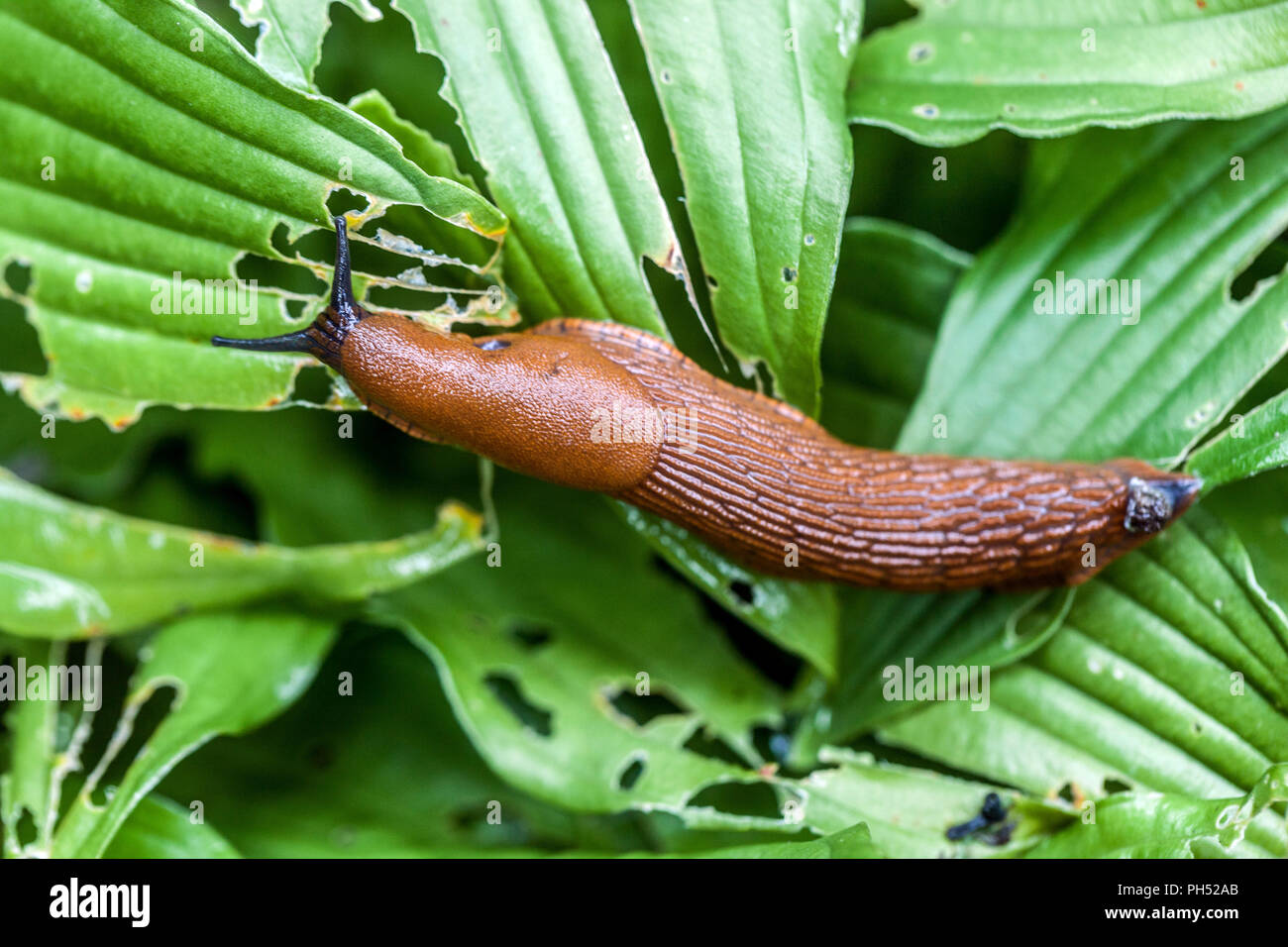 Slug pest damage garden hi-res stock photography and images - Alamy