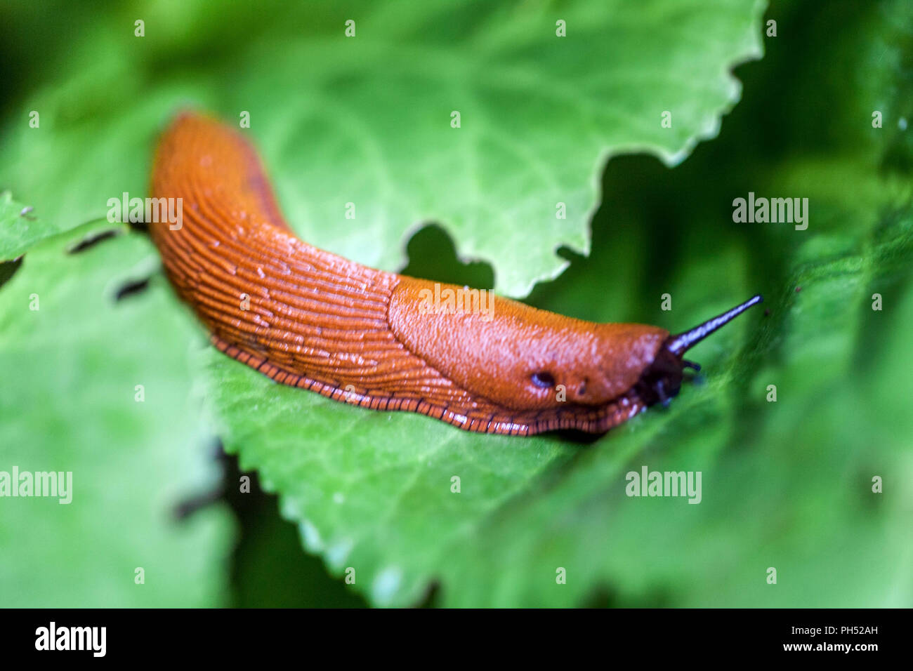 Red Slug, Arion rufus on bergenia leaves Slug on leaf, garden pest Stock Photo