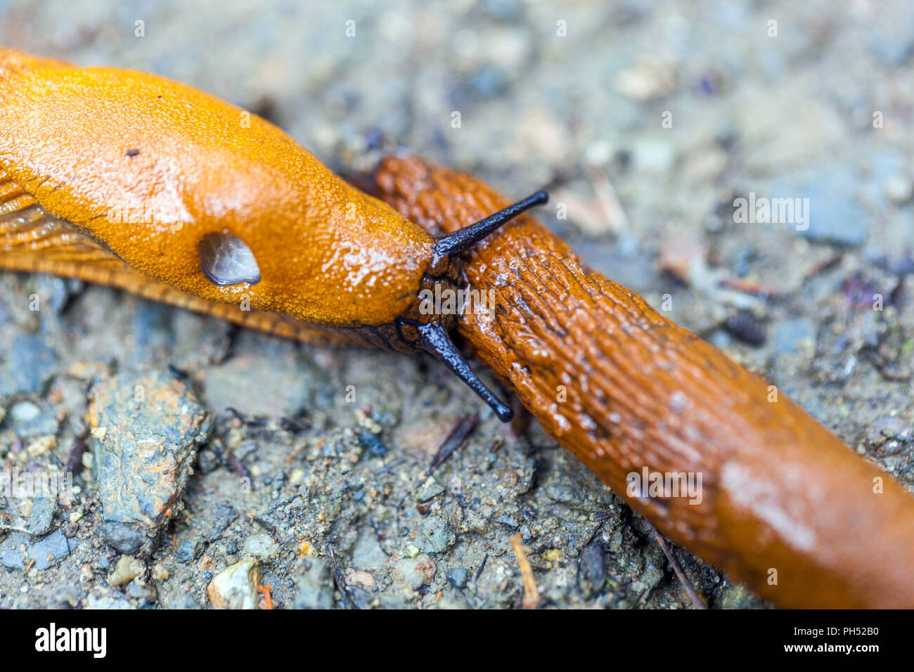 Two Red Garden Slugs, Arion rufus Stock Photo Alamy