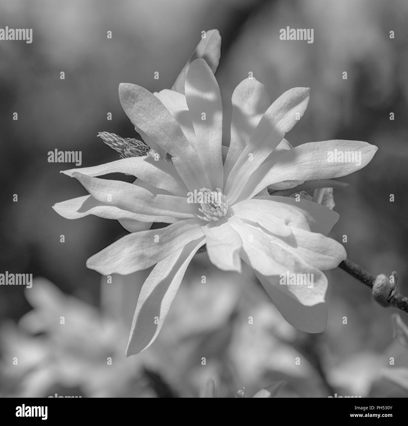 Floral natural outdoor monochrome  fine art still life nature floral macro of a white flowering magnolia blossom in bright sunshine on a spring day Stock Photo
