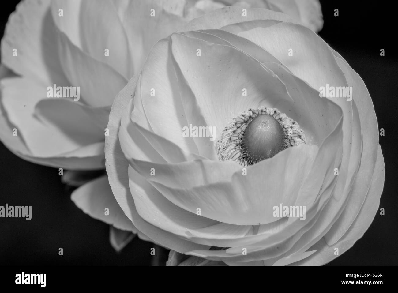 Detailed fine art still life monochrome seasonal macro top view portrait of blooming white buttercup blossoms with leaves on black background Stock Photo