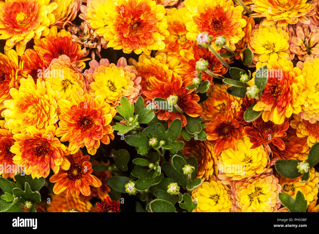 Orange Chrysanthemum Stock Photo