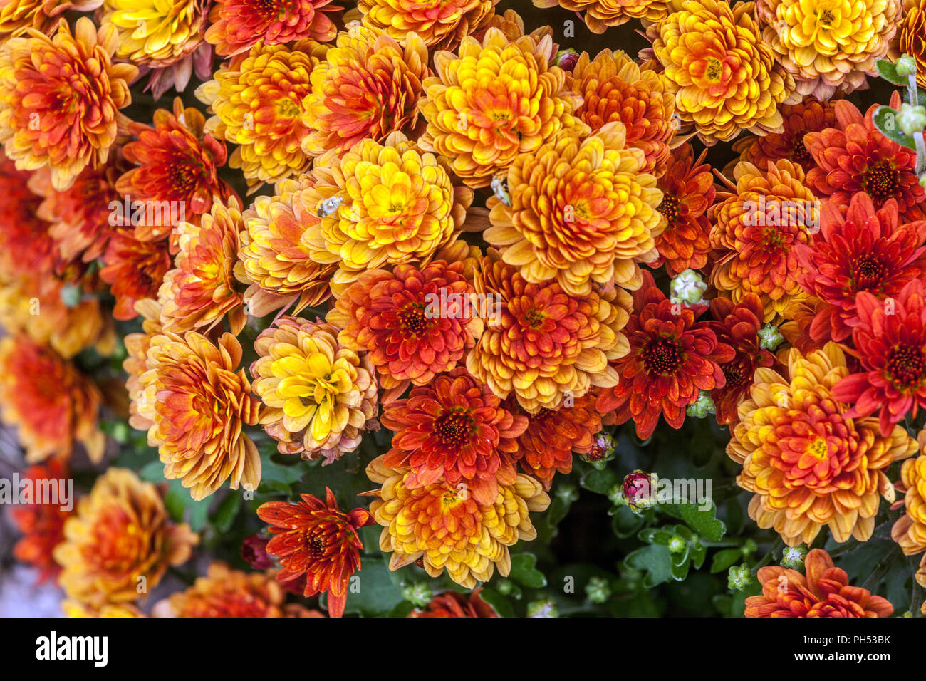 Orange Chrysanthemum flowers blooming Stock Photo