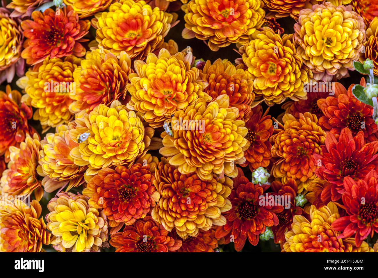 Hardy chrysanthemum orange hi-res stock photography and images - Alamy
