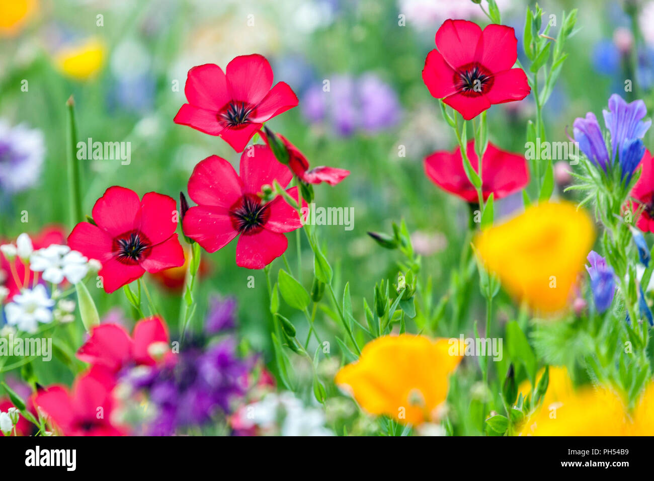 Red Linum grandiflorum 'Rubrum' Scarlet Flax Annual garden plant Stock Photo