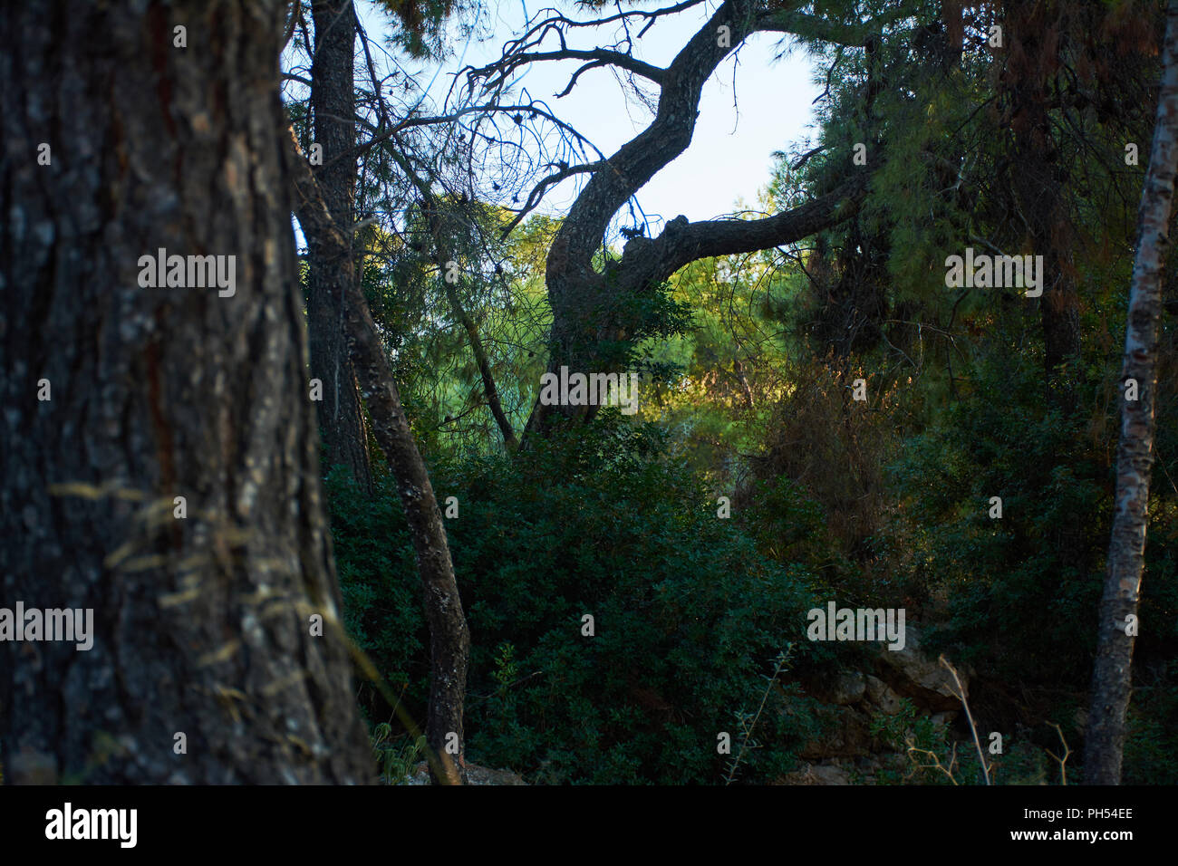 a lost tree a lonely tree among a punch of trees in a forest in agistri