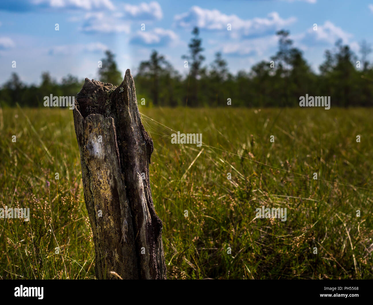 Tree remains in swamp Stock Photo