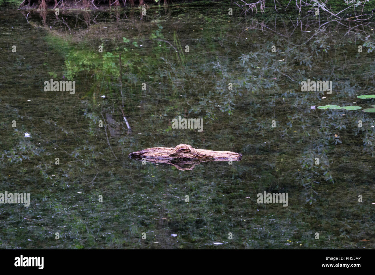 Log floating in lake looks like alligator Stock Photo