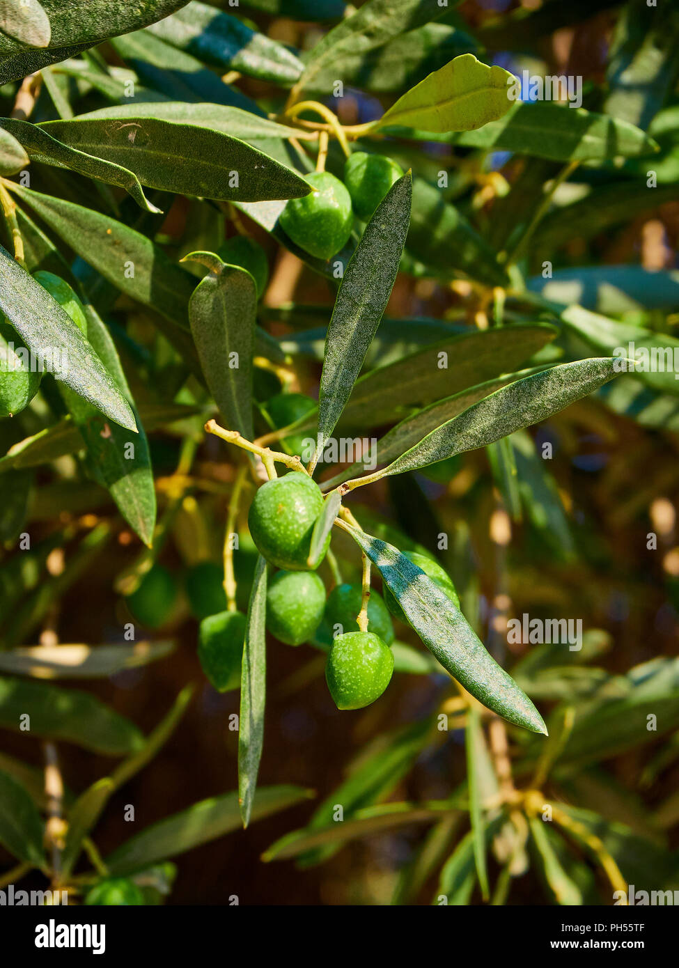 Olive tree fruit hires stock photography and images Alamy