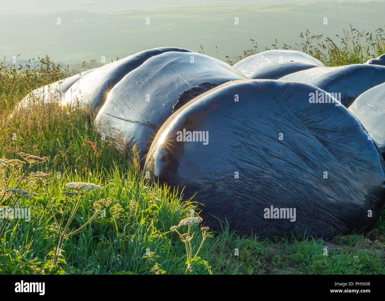 silage bales reflecting the morning or dawn sunrise on an a farm in ireland Stock Photo
