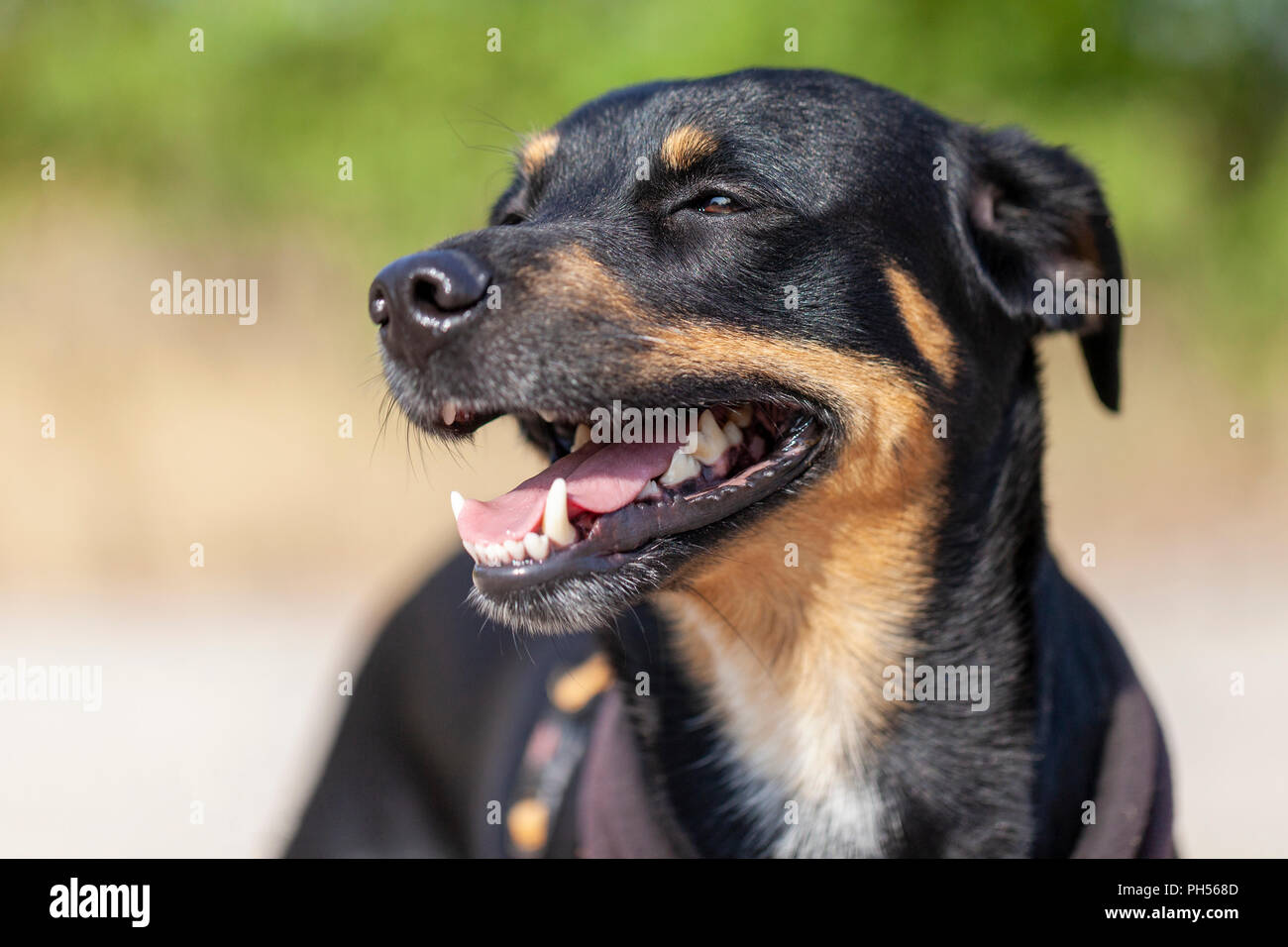 Portrait of a german Pinscher at a summer day Stock Photo