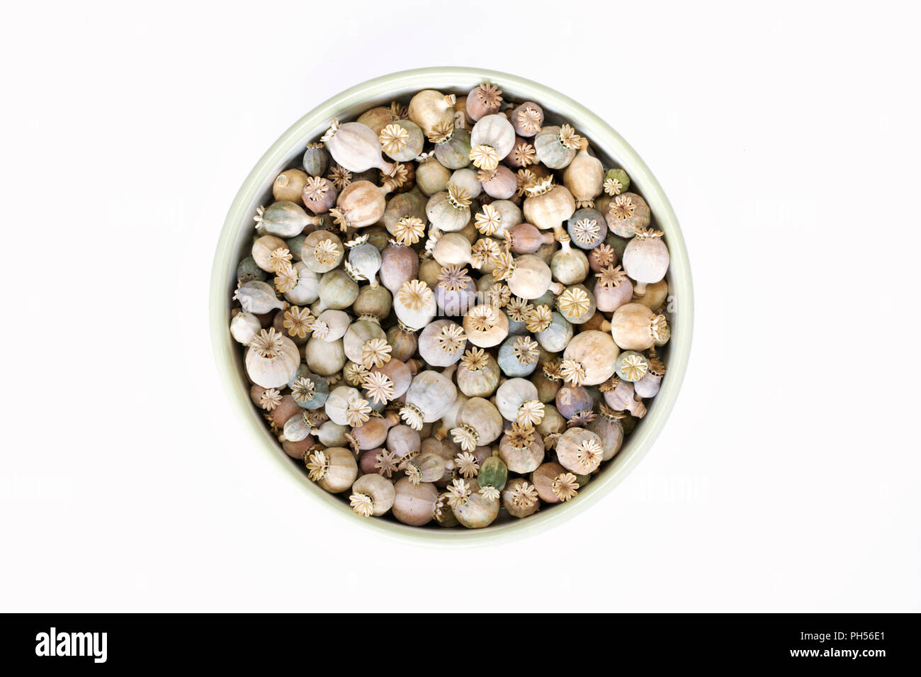 Papaver somniferum. Poppy seedheads in an enamel bowl. Stock Photo