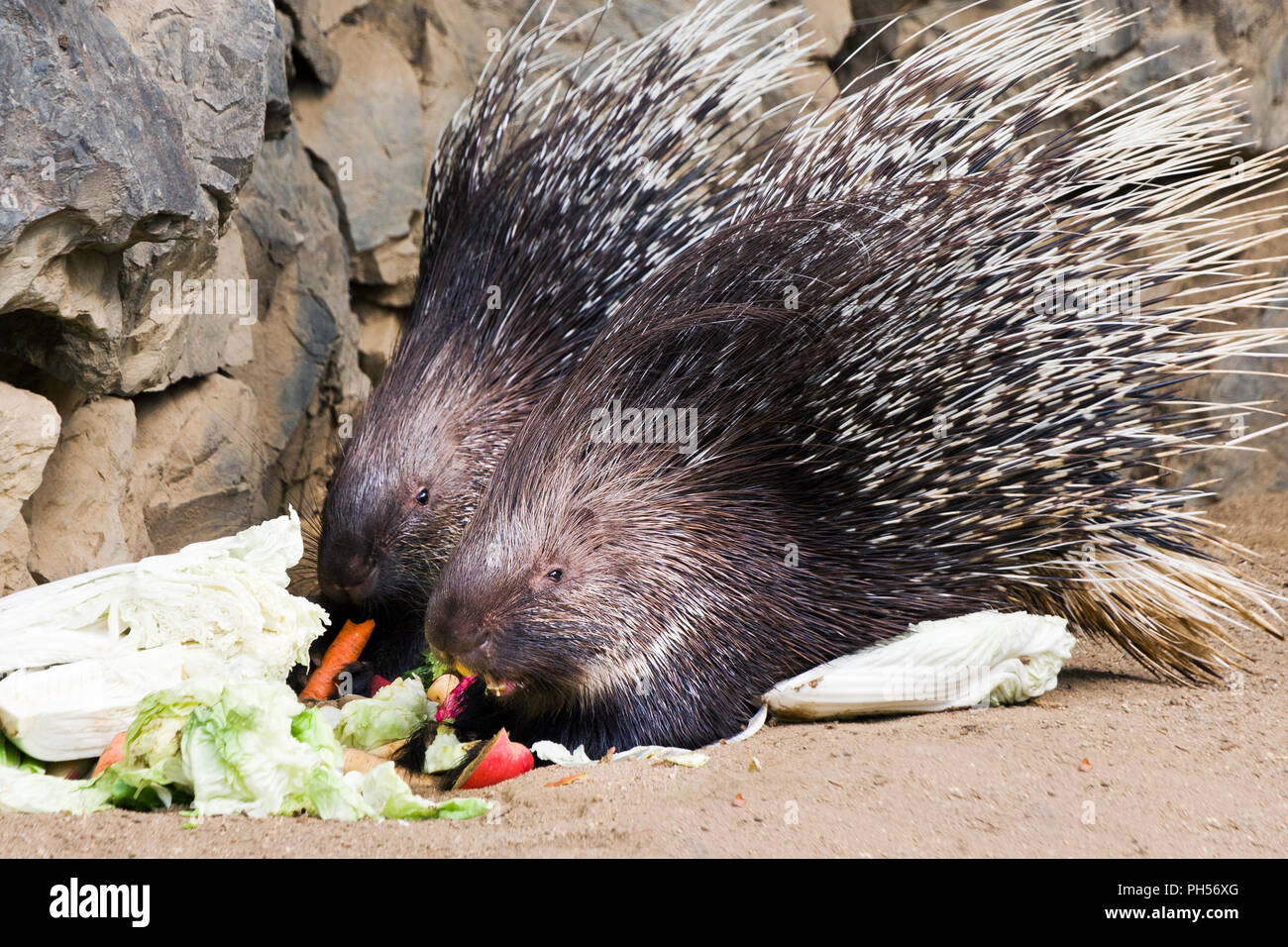 Hystrix indica / The Indian crested porcupine or Indian porcupine - ZOO Troja, Prague, Czech republic Stock Photo