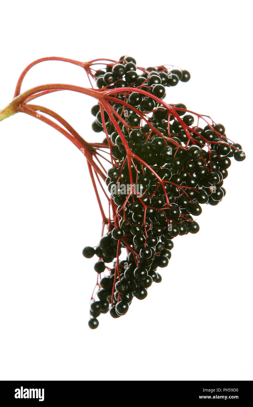 Bunch of ripe, black/purple elderberries on a red stem photographed against a white studio background. Stem is hanging as if it were on the elder tree Stock Photo