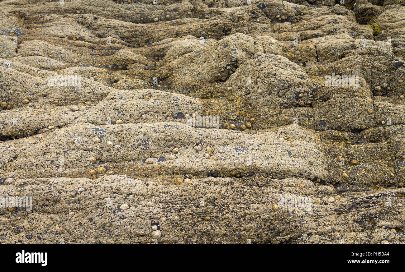 Cirripedia barnacle and Patella vulgate common limpets covering rocks at low tide. Stock Photo
