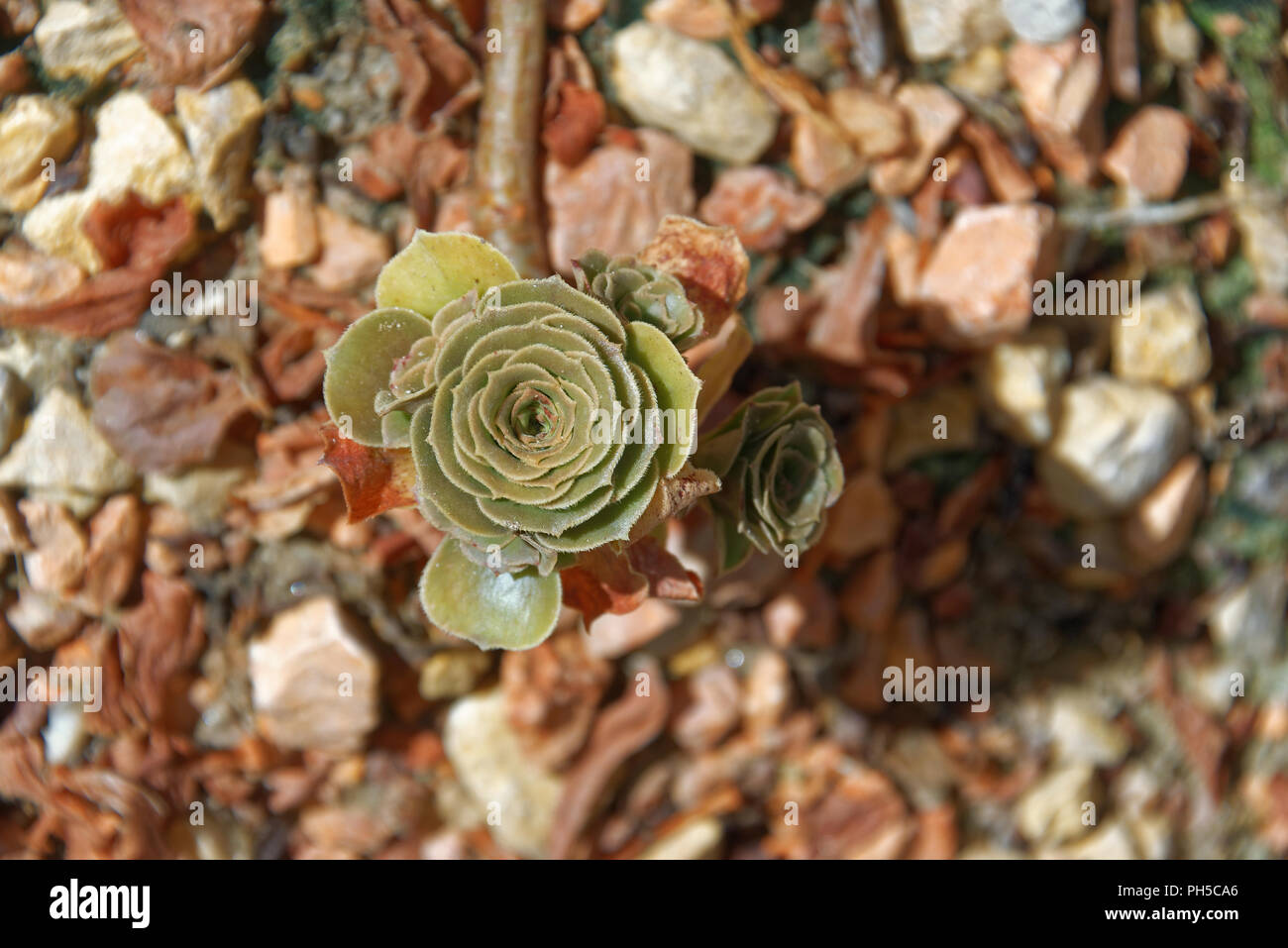 Aeonium arboreum, the tree aeonium, tree houseleek, or Irish rose, is a succulent, subtropical subshrub Stock Photo