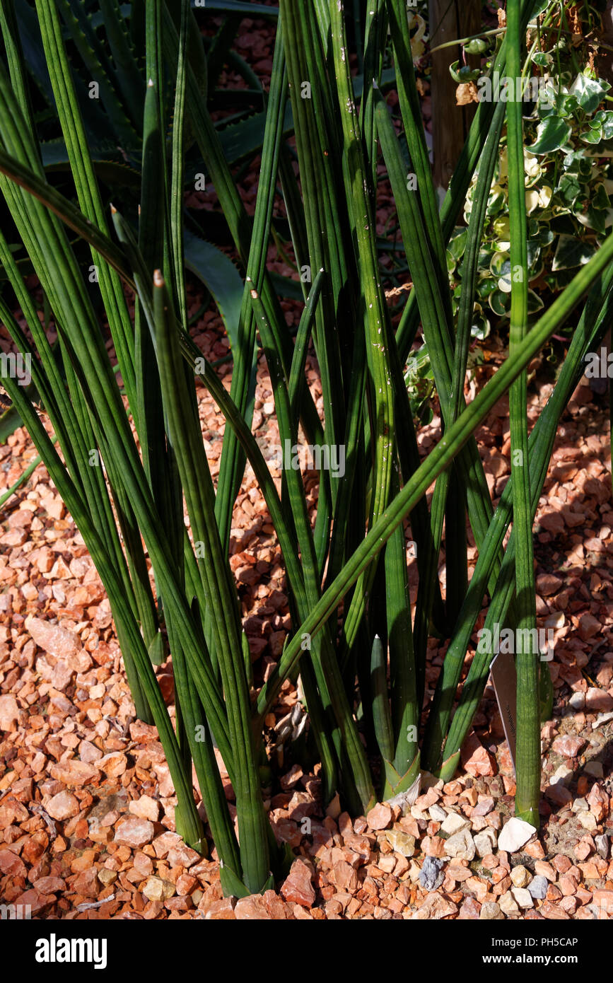 Sansevieria Cylindrica Also Known As The Cylindrical Snake Plant African Spear Or Spear Sansevieria Is A Succulent Plant Stock Photo Alamy