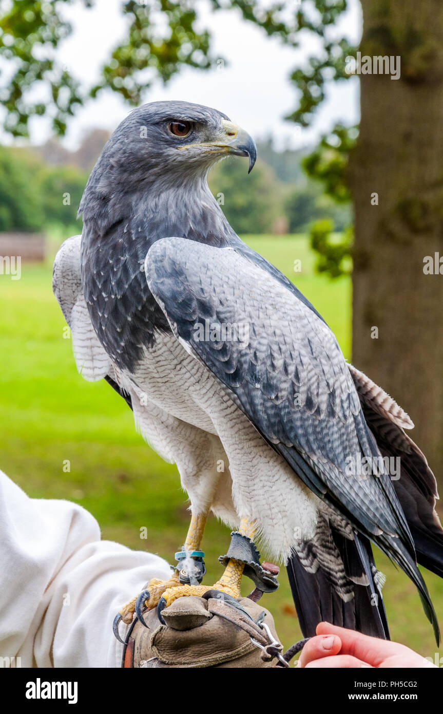 A Chilean Blue Eagle, standing on his falconer (austringer) Stock Photo