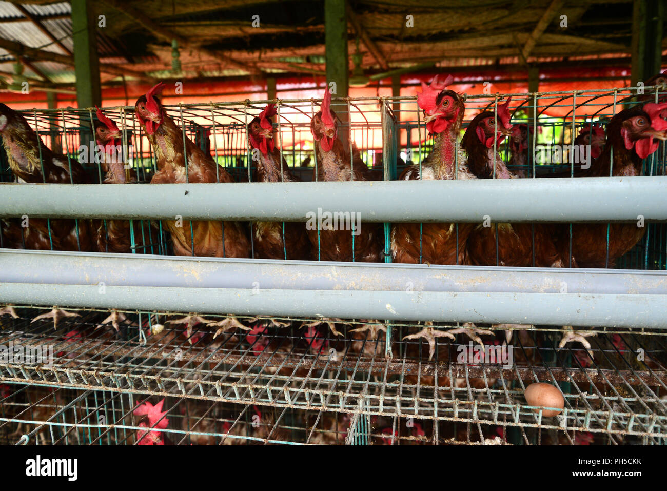 A poultry Farm in Doulatpour Village, outskirts of Dhaka in Bangladesh