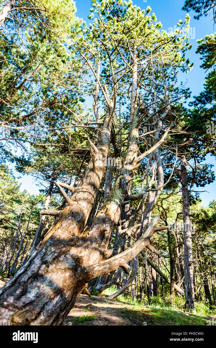 A leaning pine tree next to Holkham Beach, Norfolk Stock Photo