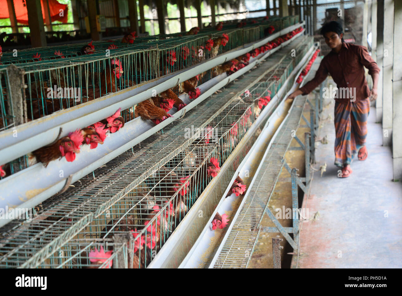A Bangladeshi labourer feeding the chickens at the Poultry Farm in