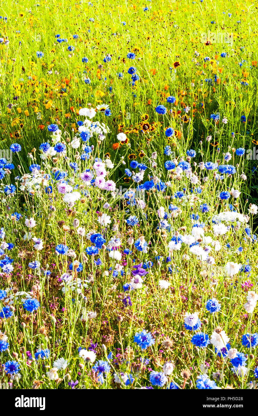 Urban park uk wildflower hires stock photography and images Alamy