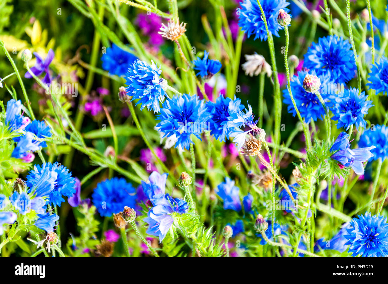 Centaurea cyanus - blue Cornflowers Stock Photo - Alamy