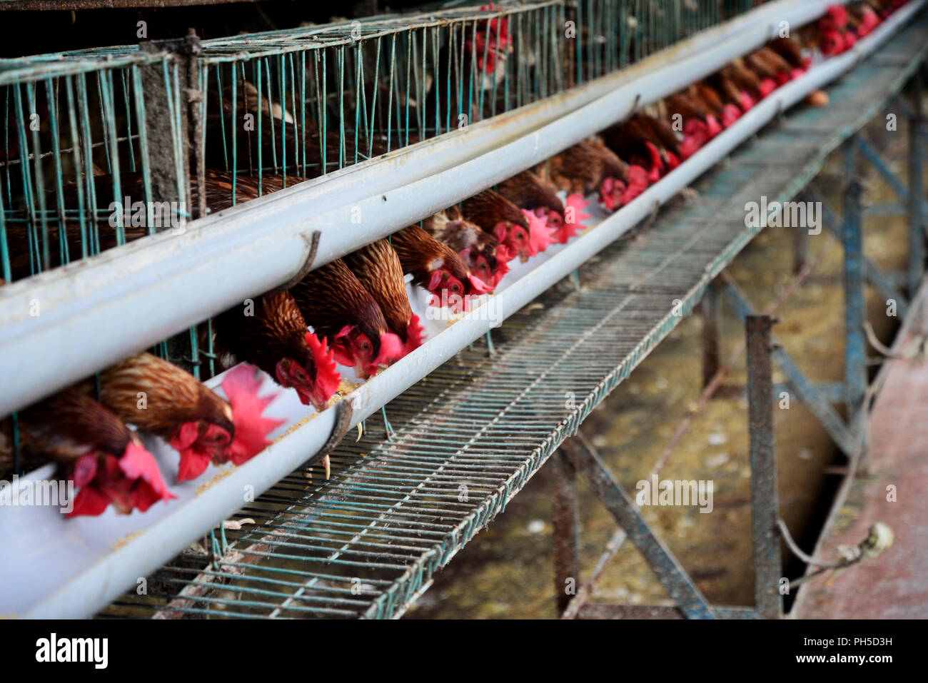 A poultry Farm in Doulatpour Village, outskirts of Dhaka in Bangladesh