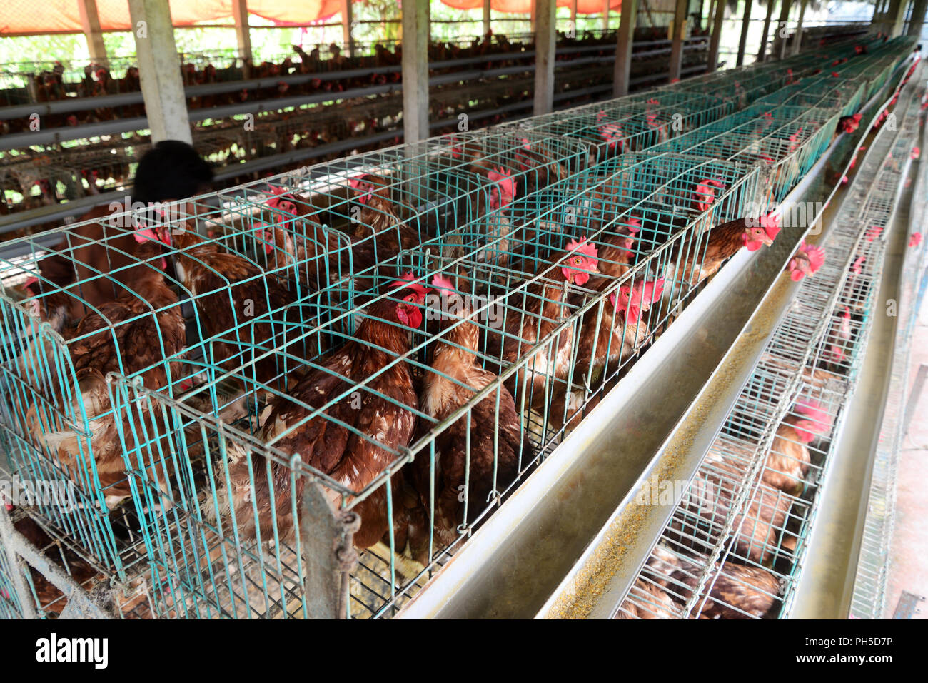 A Bangladeshi labourer feeding the chickens at the Poultry Farm in
