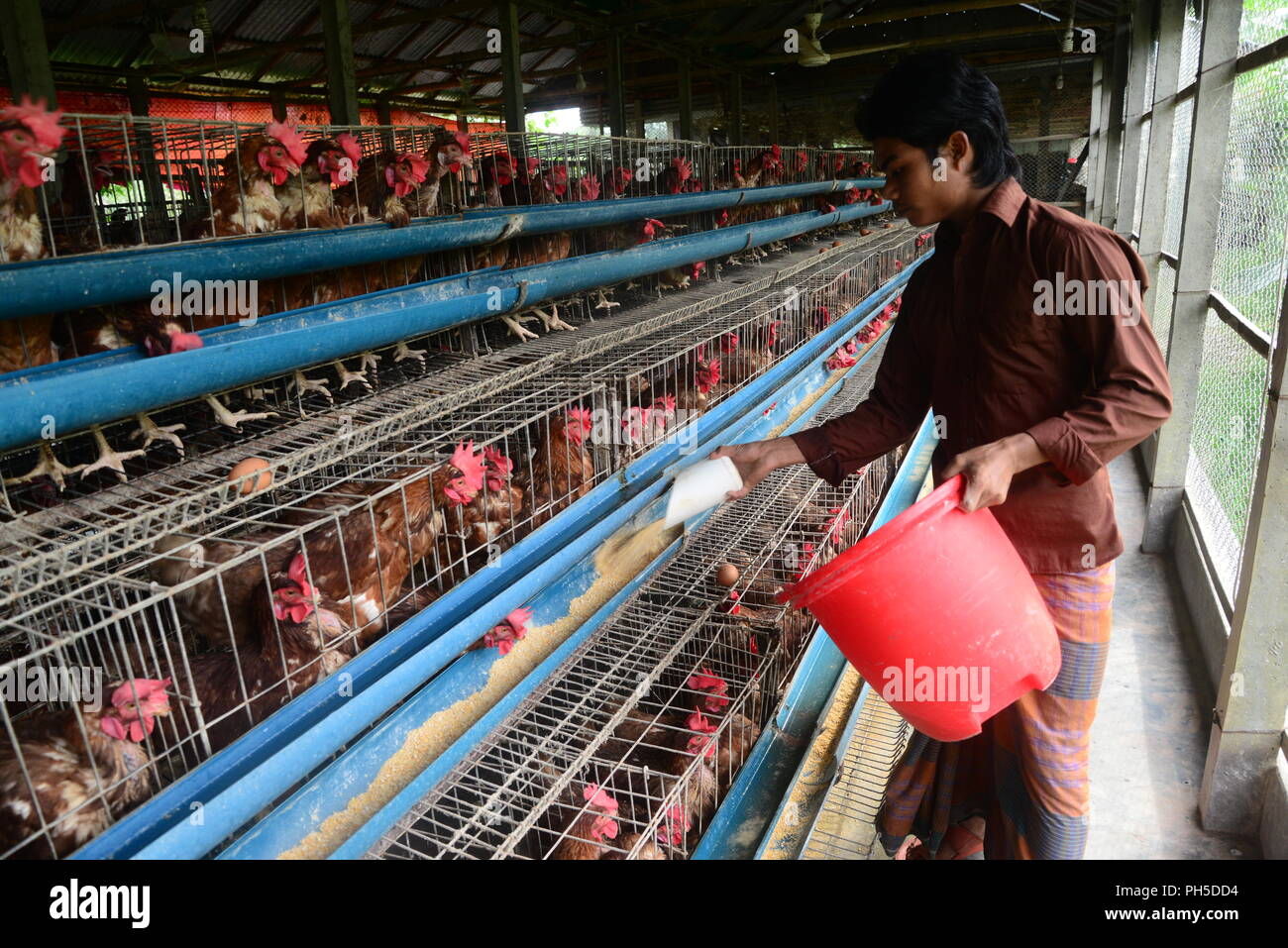 A Bangladeshi labourer feeding the chickens at the Poultry Farm in