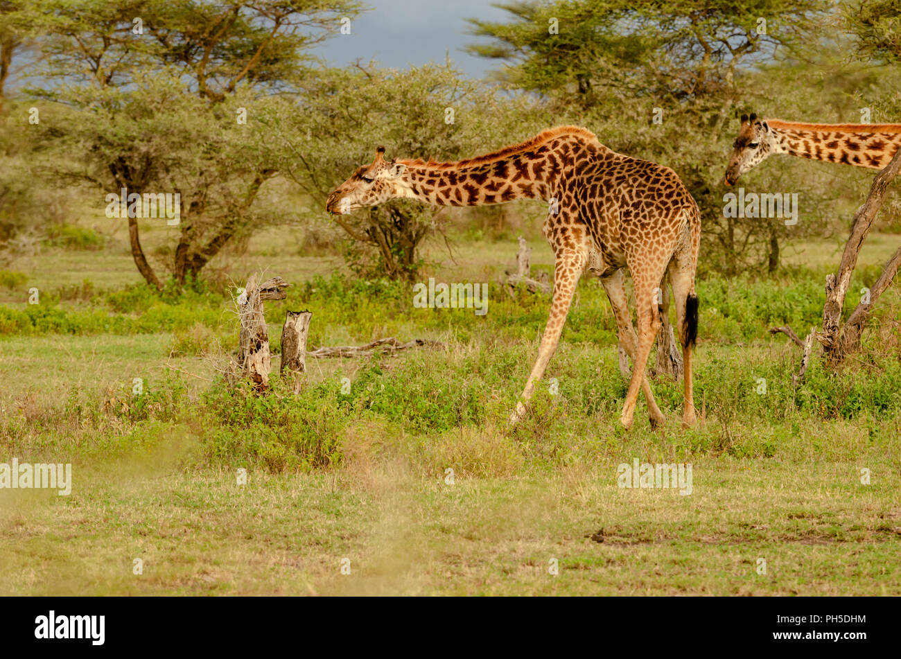 Masai giraffes (Giraffa. tippelskirchi) in the Serengeti Stock Photo