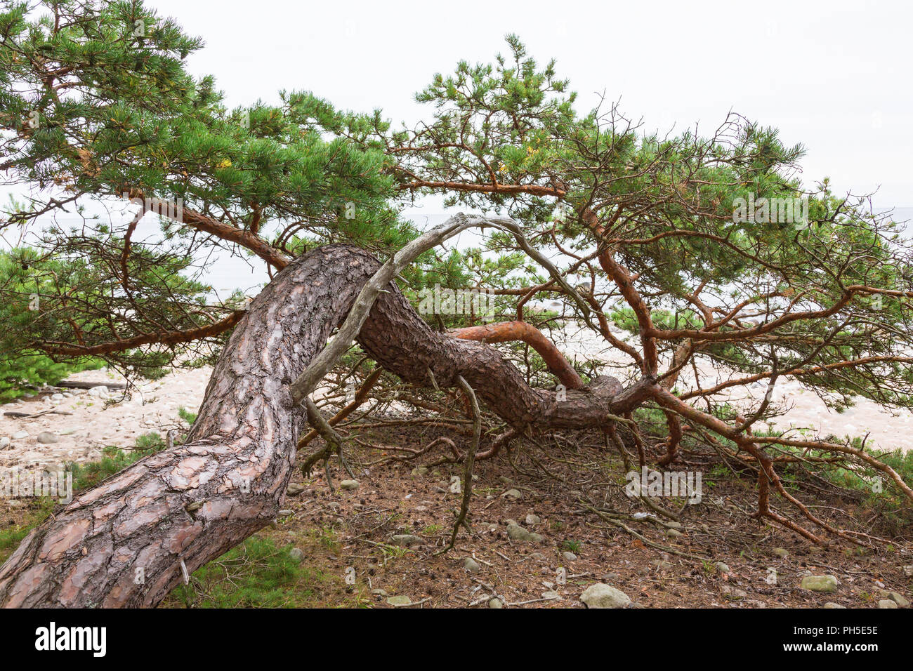 Old pine tree growing on the beach Stock Photo