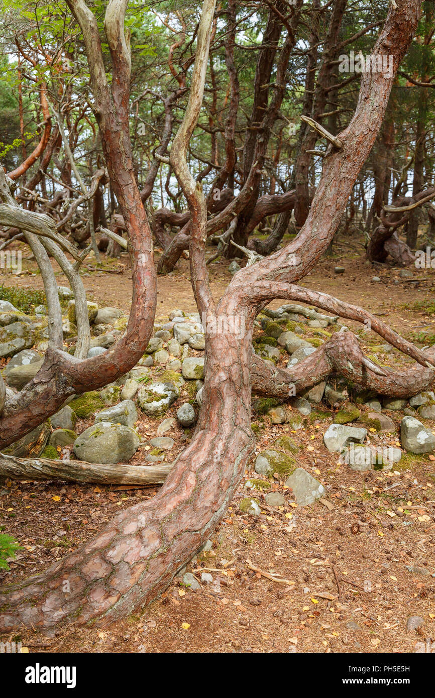 Crooked pine trees in a forest Stock Photo - Alamy