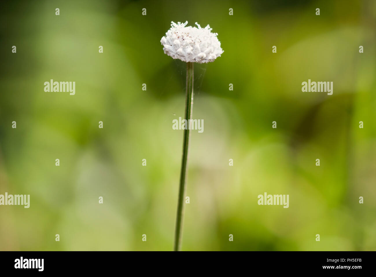White Flower, Flower, White Stock Photo