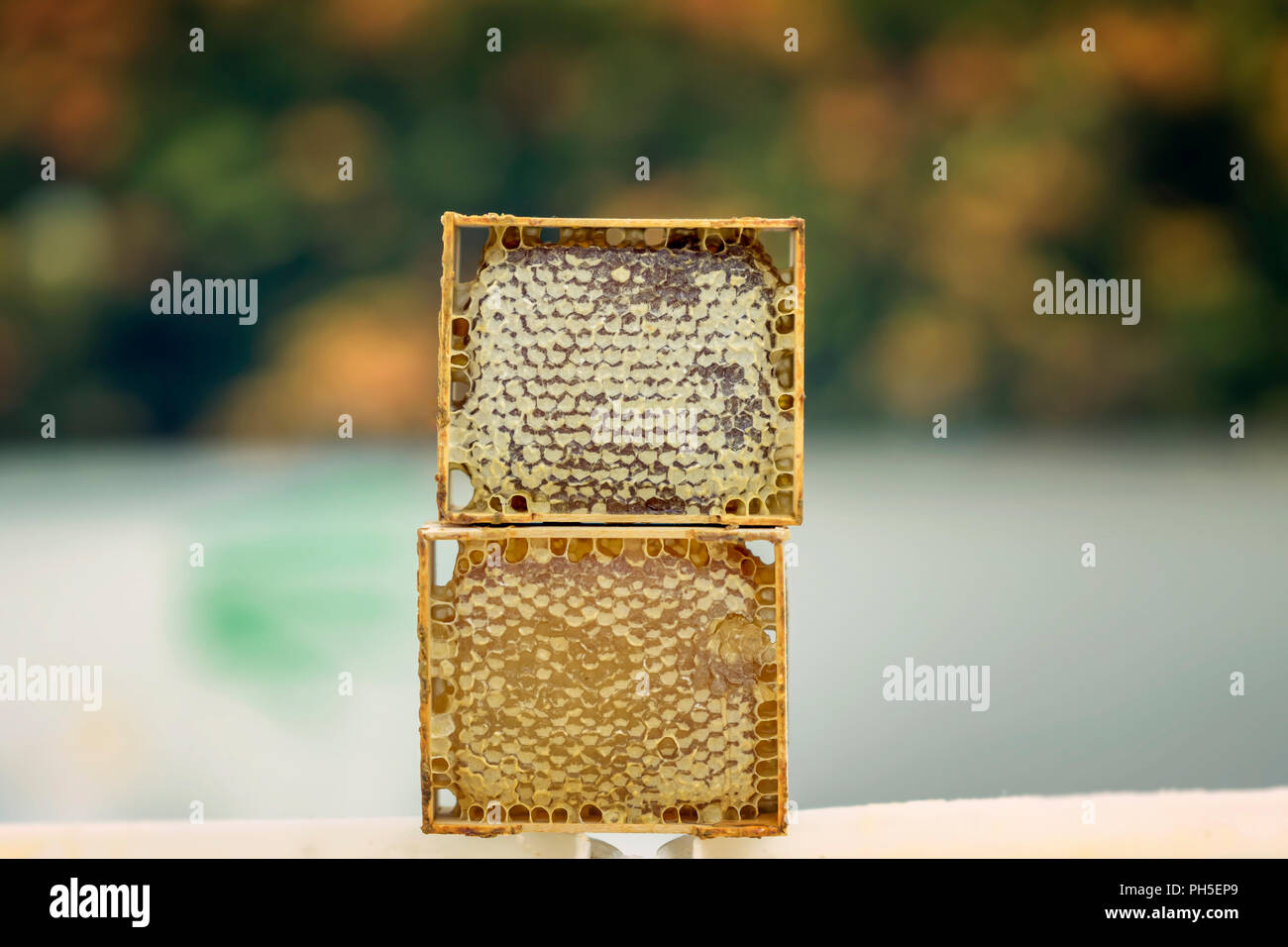 Two sealed frames of honey closeup on honey container Stock Photo Alamy